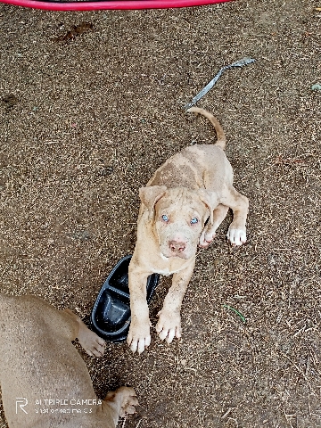 XL American bull dog puppies