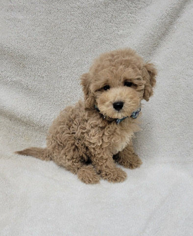 maltipoo male puppy