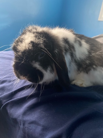 Floppy ear rabbit