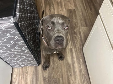 Cane Corso – Sweet Brindle Cane Corso for rehoming – Modesto