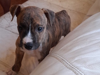 American Pit Bull Terrier - Filhotes Poderosos: Cruzamento dePitbull com Fila e Pit Monster -Adoção available for adoption in Rio de Janeiro