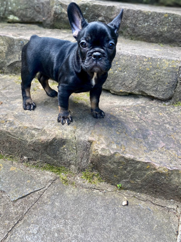 French Bulldog – Raven-9 wk female French Bulldog