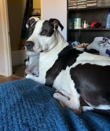 American Pit Bull Terrier – Rehoming Arya