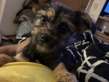 Yorkshire Terrier – Female yorkie mix – Dallas