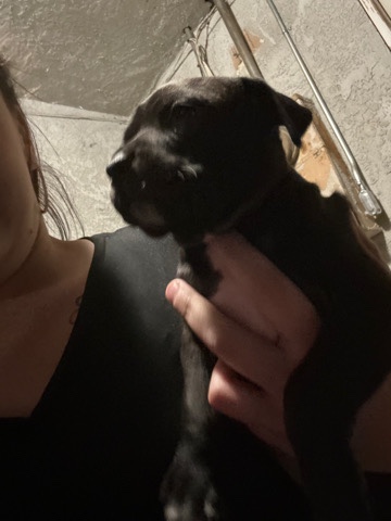 black pitbull pups
