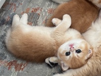 British Shorthair – female golden British shorthair Ny12 – Abu Dhabi