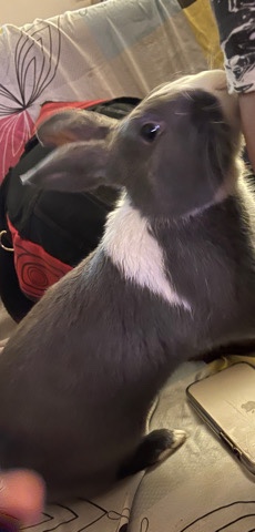 male rabbit