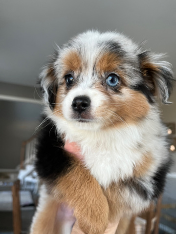 Australian Shepherd – Mini Australian Shepherds ready to go to a new hom
