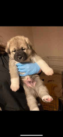 Akita – gorgeous Japanese/American akita puppies