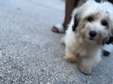 Morkie – morkie – Fort Lauderdale