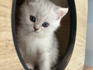 Scottish Fold – Purebred Scottish girl. – Inman