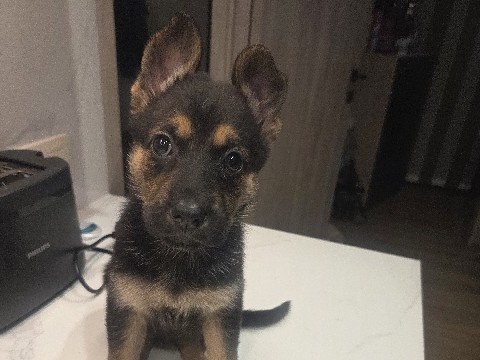 German Shepherd – i am selling german shepherd puppies – Herent