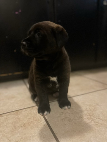 Dutch Shepherd Dog – Dutch Shepherd Lab Mix