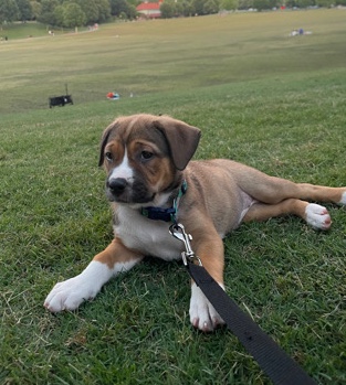 Dogo Argentino – Rottweiler Dogo Argentino Mix