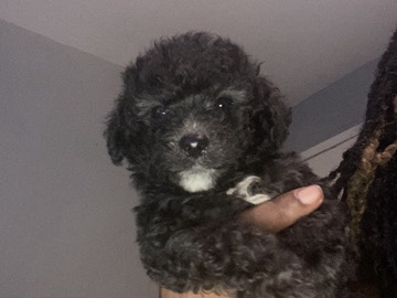 Maltipoo – poodle puppies – Lithonia