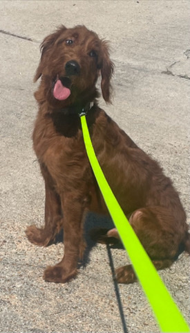 Rehoming Sweet Golden Doodle