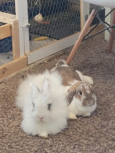 2 bunnies needing new home