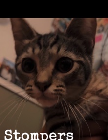 Russian White, Black and Tabby – tabby kitten