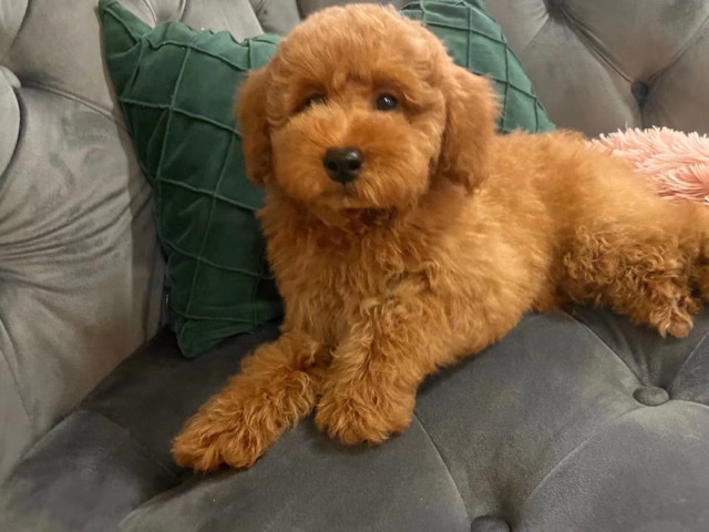 Poodle – poodle