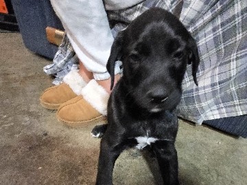 Goldendoodle – BoxerDoodle Puppies for Sale – 3 Months Old – Redding – Redding