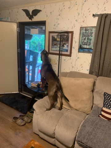 German Shepherd – German Shepherd Pit
