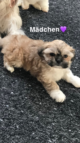 Havanese – Süße Mischlingswelpen