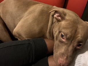 American Pit Bull Terrier – ginger needs a new home – Glen Burnie