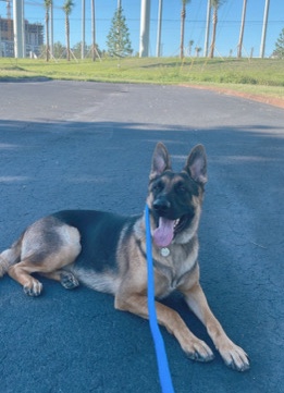 German Shepherd – 1.3 year old German Shepherd looking for new home!