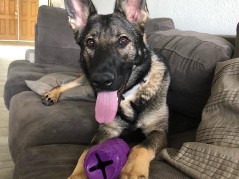 Belgian Shepherd Dog (Malinois) – 4yr female Belgian malinois needs loving home – North Las Vegas