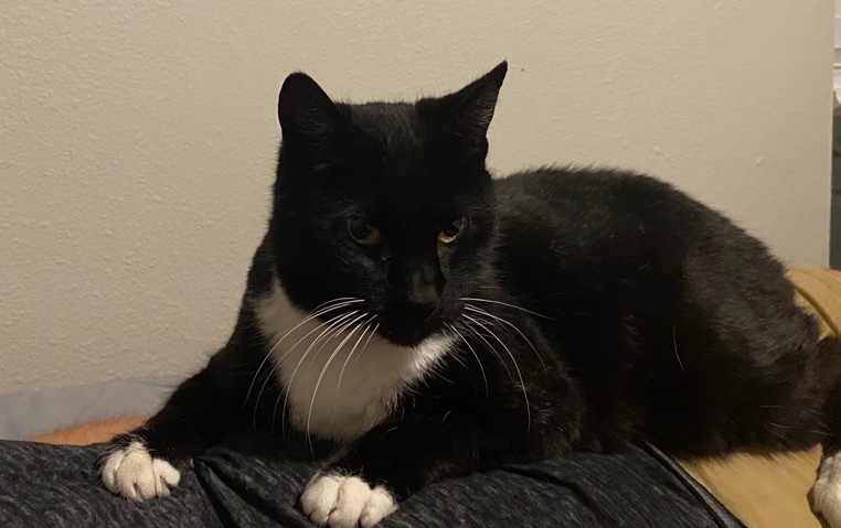 Beautiful Cat