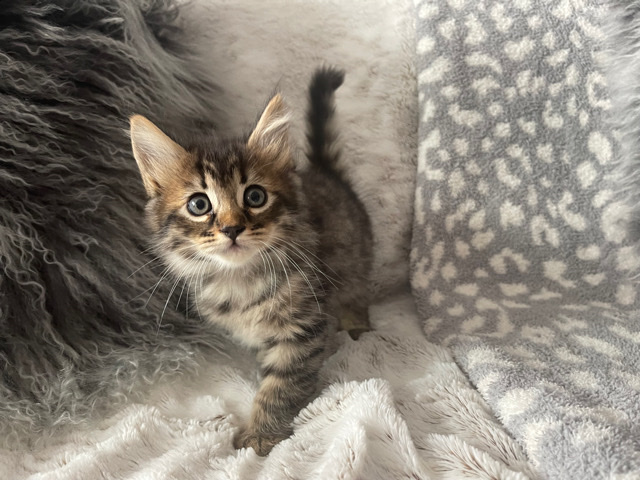 Pure Breed Egyptian Mau 