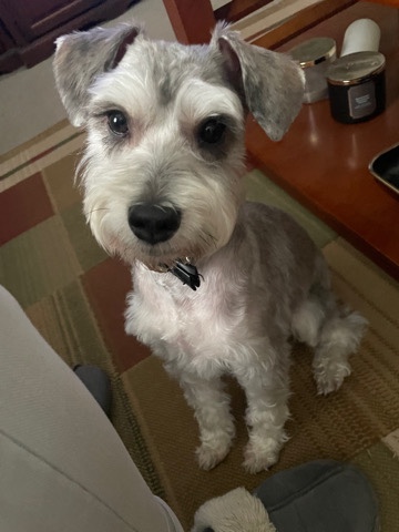 Miniature Schnauzer – Must sell