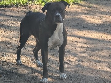 Boxer – boxer – Gravenhurst