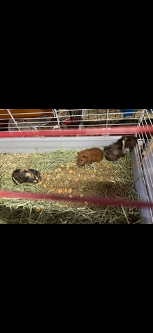 Any – Guinea pig