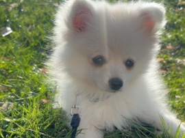 Pomeranian – Pomeranian Zwergspitz abzugeben – Erfurt