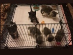 American Shorthair – Re- Homing kittens. – Clemmons