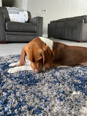 Beagle – beagle