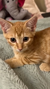 4 kittens available to a great home.