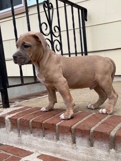 American Bully pups