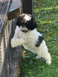 Poodle – Lucy - Mini Bernedoodle