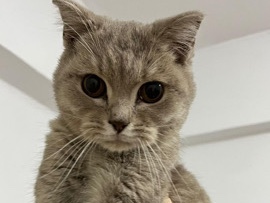 Image of Scottish Fold