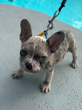 French Bulldog – Blue Merle