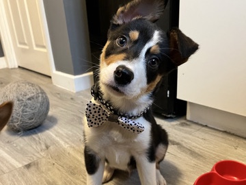 border collie pup