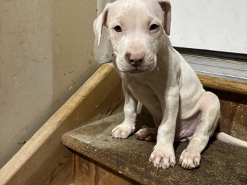 American Pit Bull Terrier – PITBULL PUPPIES – Longmont