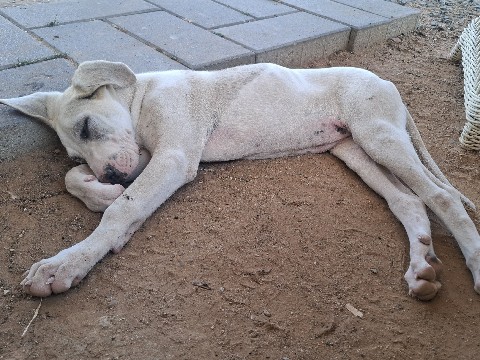 Great Dane – cachorra abandonada – Pilas