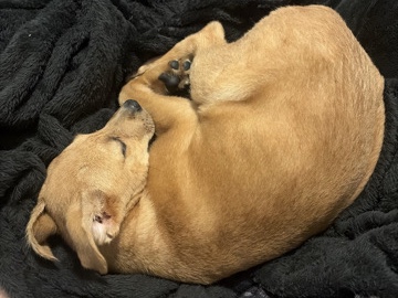 Siberian Husky – Rehoming puppy in need of veterinary help – Dripping Springs