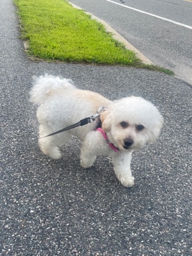 Poodle – Bailey