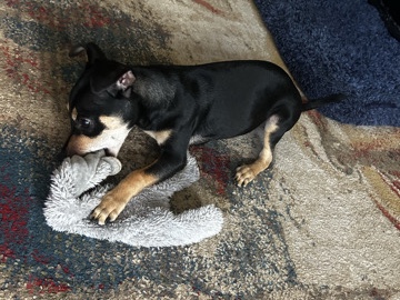 Mixed Breed – chihuahua/minpin – ʻEwa Beach