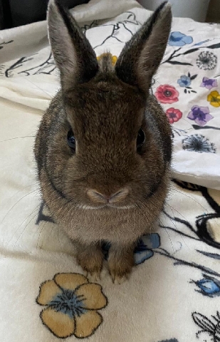 Absolutely gorgeous Netherland Dwarf rabbit