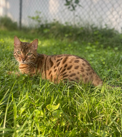 Bengal – Bengal kitty